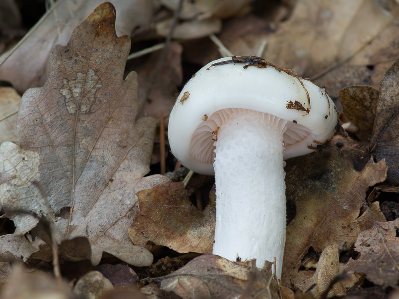 Hygrophorus cossus